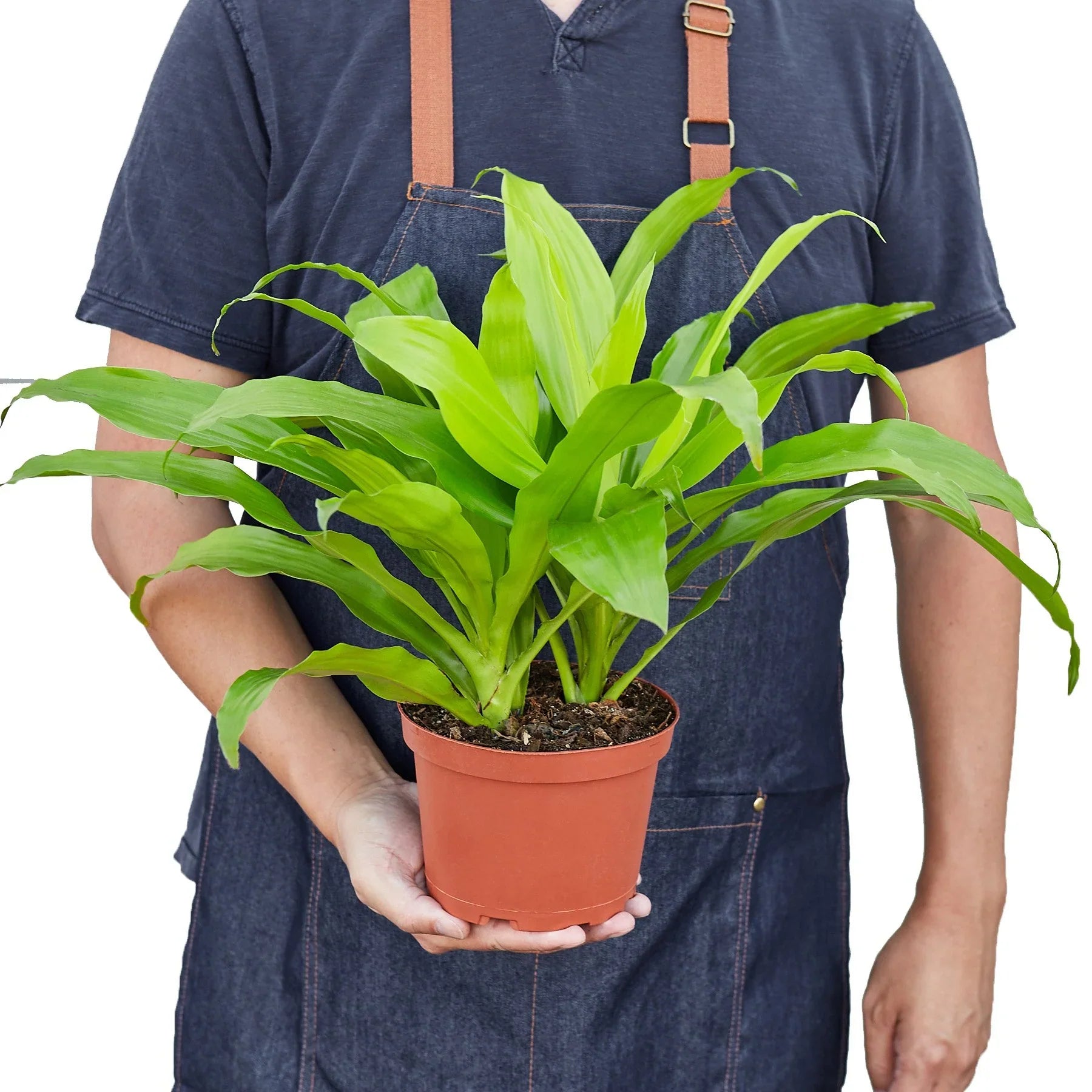 Dracaena Lime Light