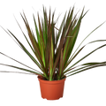 Dracaena Marginata Magenta