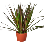 Dracaena Marginata Magenta