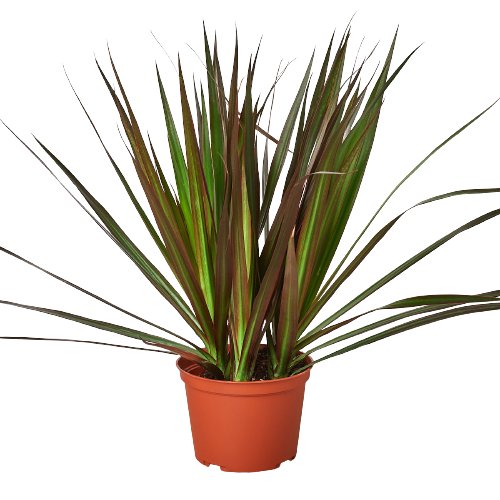 Dracaena Marginata Magenta
