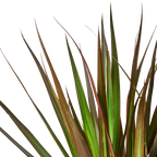 Dracaena Marginata Magenta