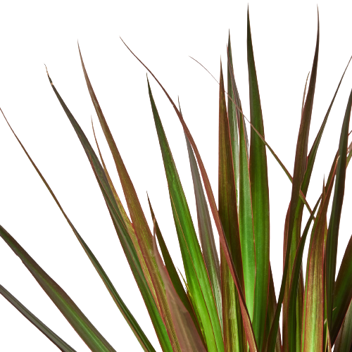 Dracaena Marginata Magenta