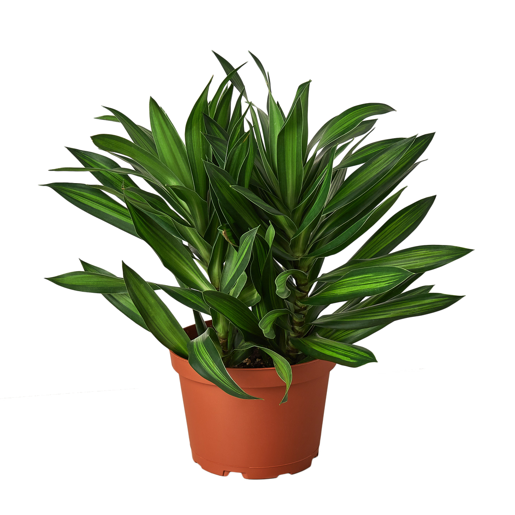 Dracaena Song Of Jamaica