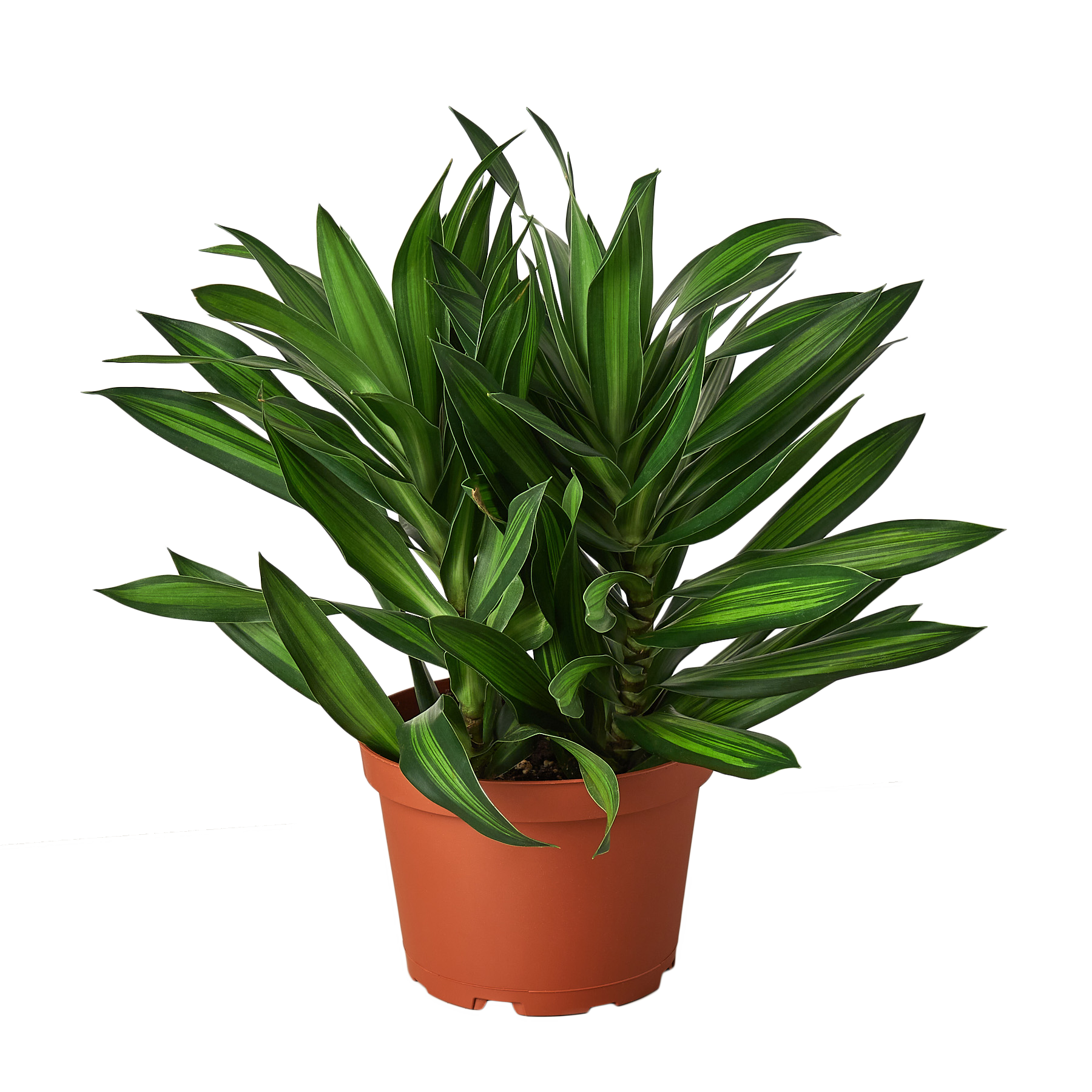 Dracaena Song Of Jamaica