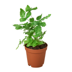 Pteris Cretica Albo Fern