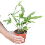 Fern 'Blue Star'