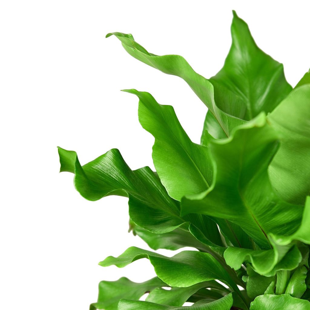 Birds Nest Nidus Fern