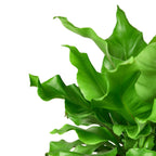 Birds Nest Nidus Fern