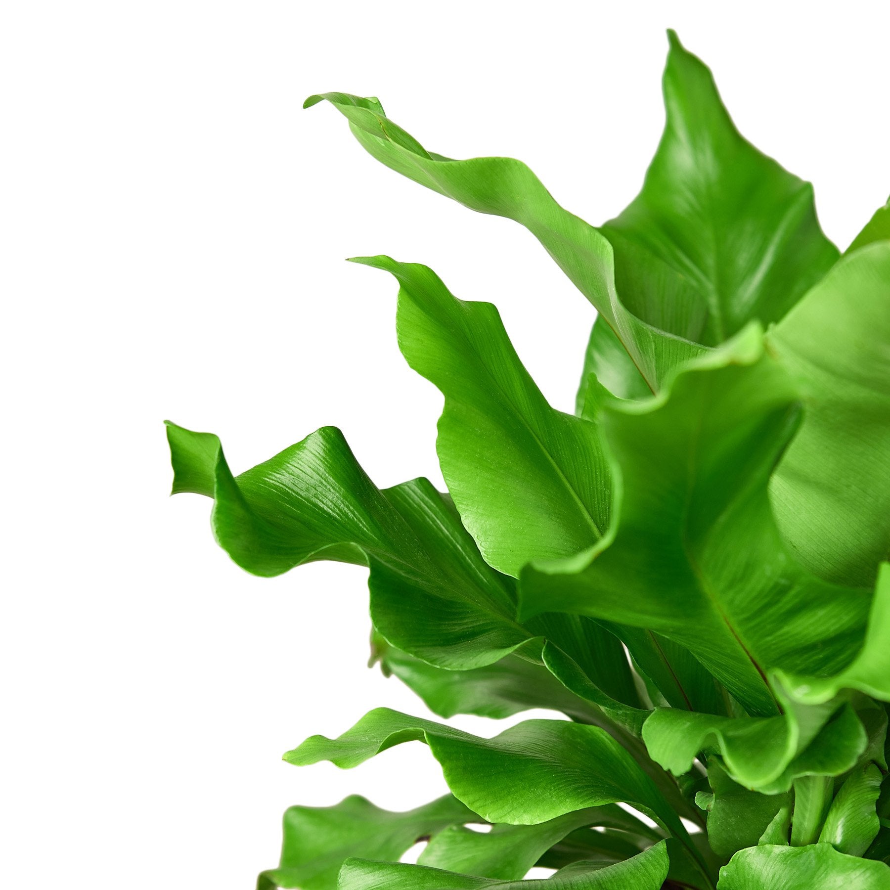 Birds Nest Nidus Fern