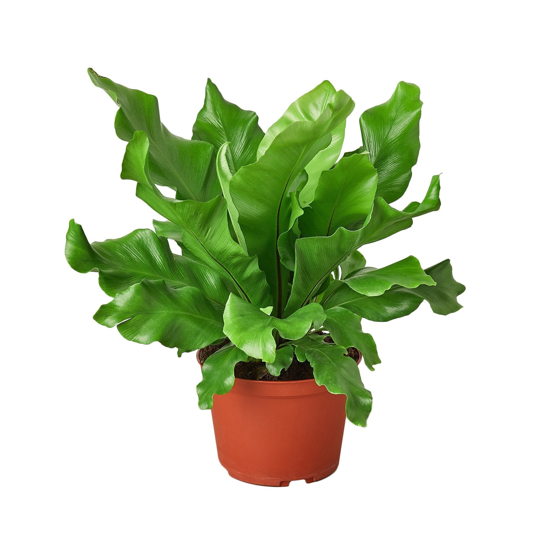 Birds Nest Nidus Fern