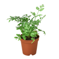 Fern Silver Lace