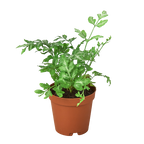 Fern Silver Lace