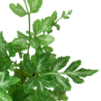 Fern Silver Lace