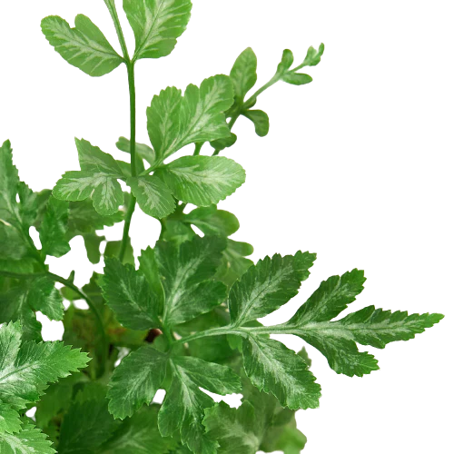 Fern Silver Lace