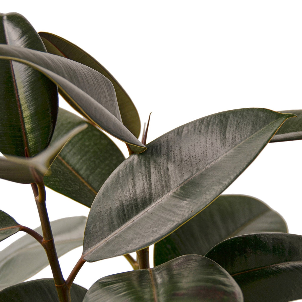 Ficus Elastica Burgundy
