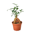 Ficus Ginseng