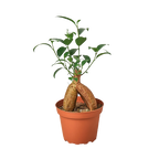 Ficus Ginseng