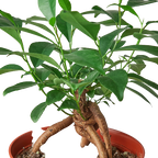 Ficus Ginseng