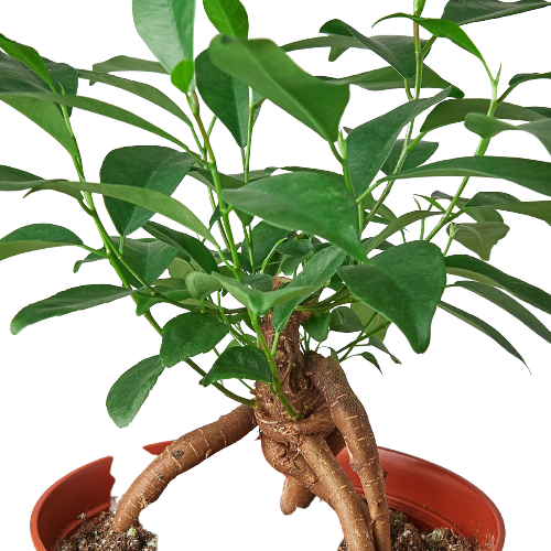 Ficus Ginseng