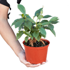 Ficus Ginseng