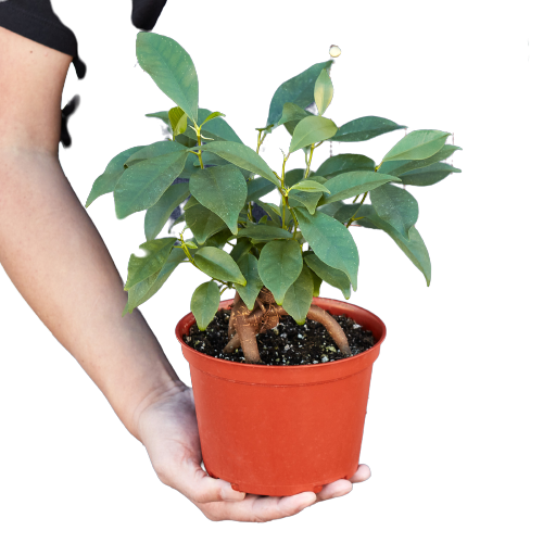 Ficus Ginseng