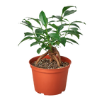 Ficus Ginseng