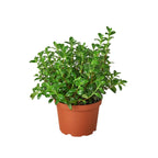 Nemetanthus Candy Corn Plant Brazilian Firecracker