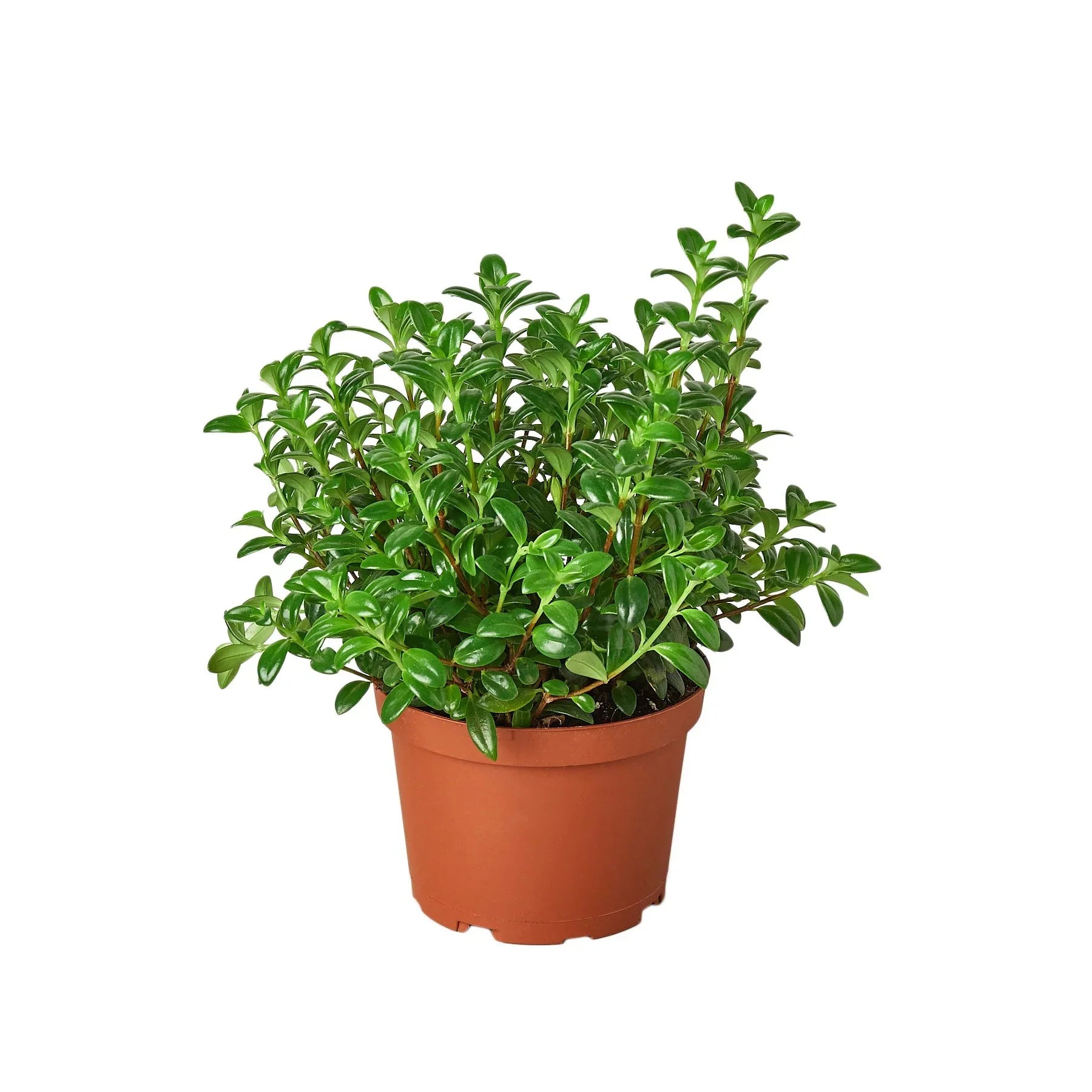 Nemetanthus Candy Corn Plant Brazilian Firecracker