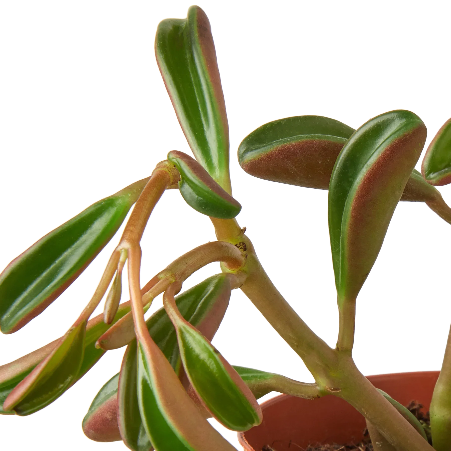 Peperomia Ruby Glow