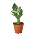 Philodendron Birkin