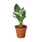 Philodendron Birkin