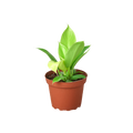 Philodendron Moonlight