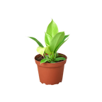 Philodendron Moonlight