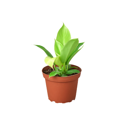 Philodendron Moonlight