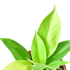 Philodendron Moonlight