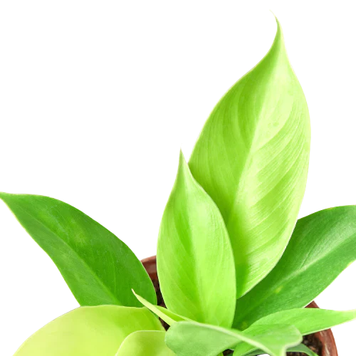 Philodendron Moonlight