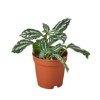 Pilea Aluminum