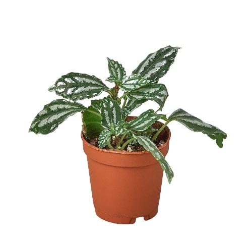 Pilea Aluminum