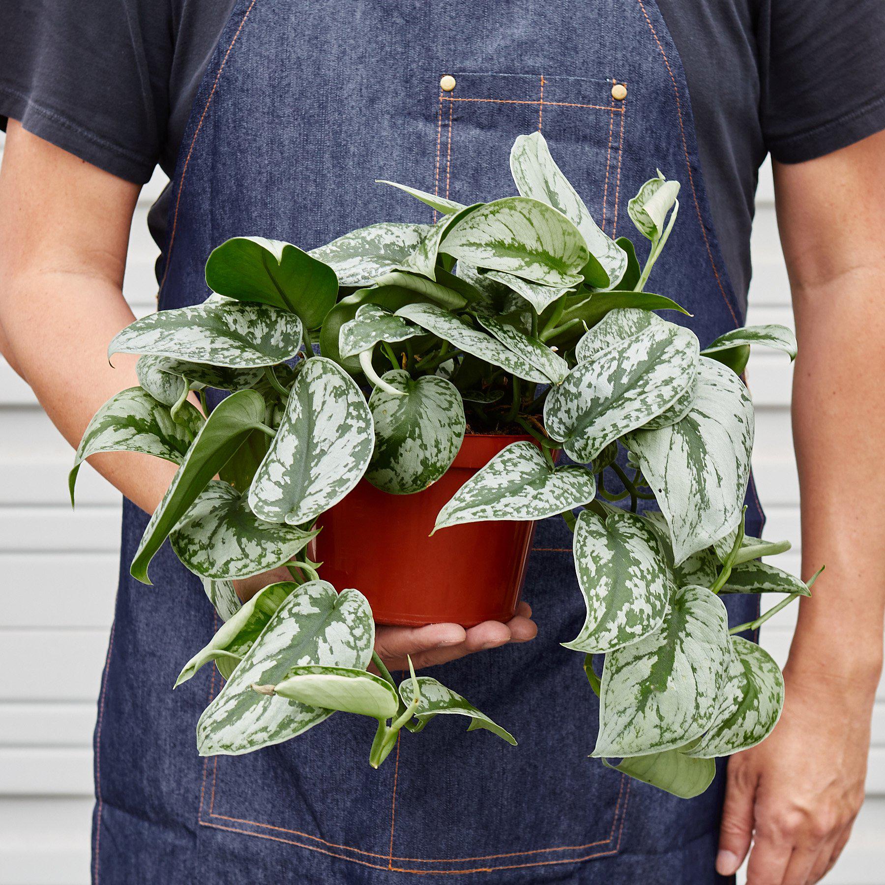 Pothos Silver Splash