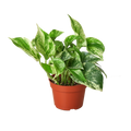 Pothos Marble Queen