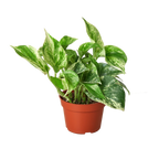 Pothos Marble Queen