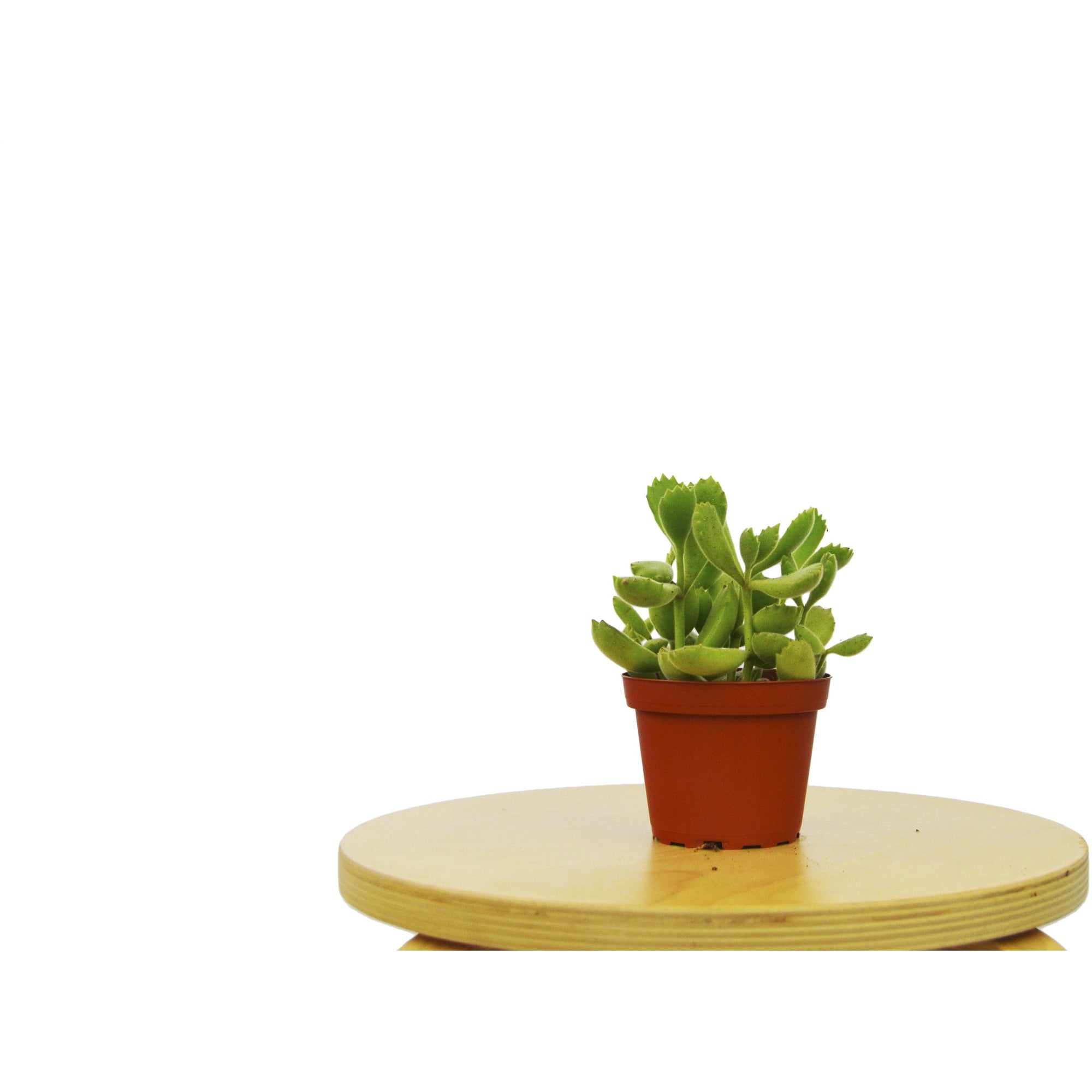 Succulent Bears Paw