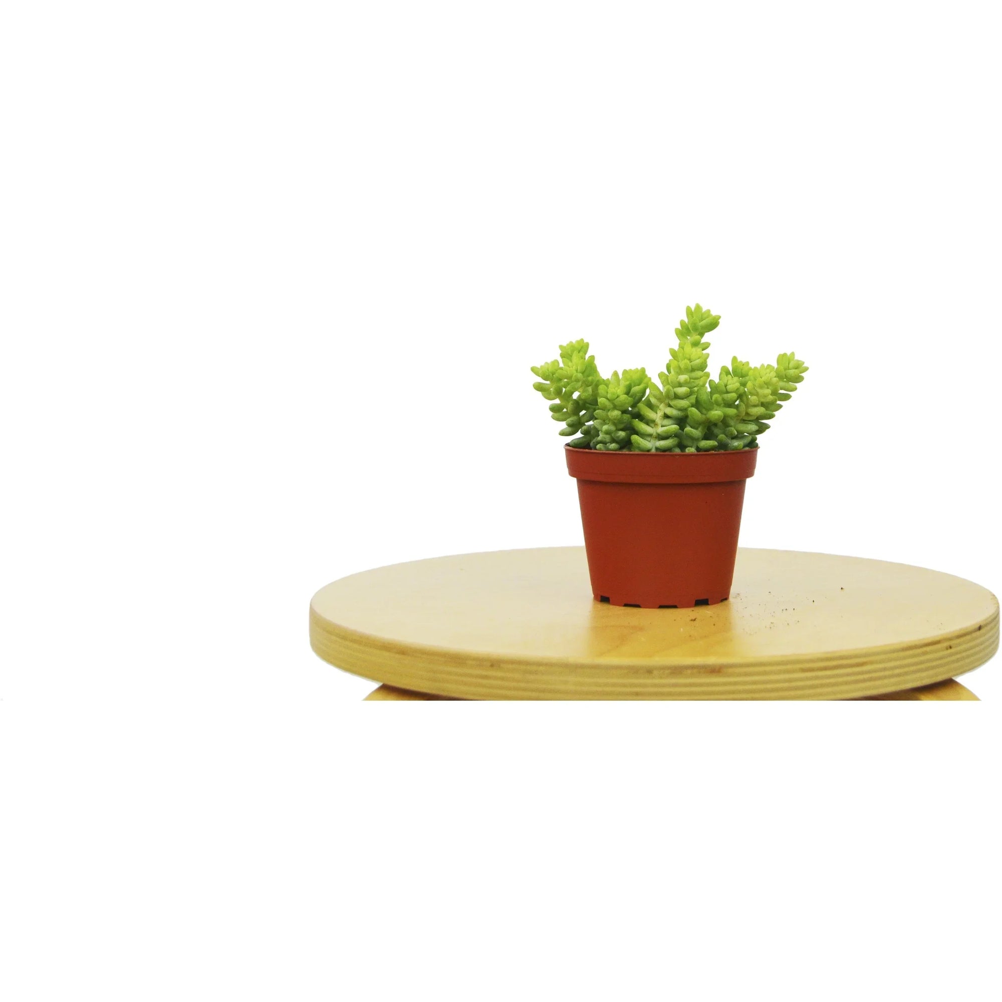 Sedum White Stone Crop Succulent