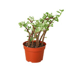 Succulent Rainbow Elephant Bush