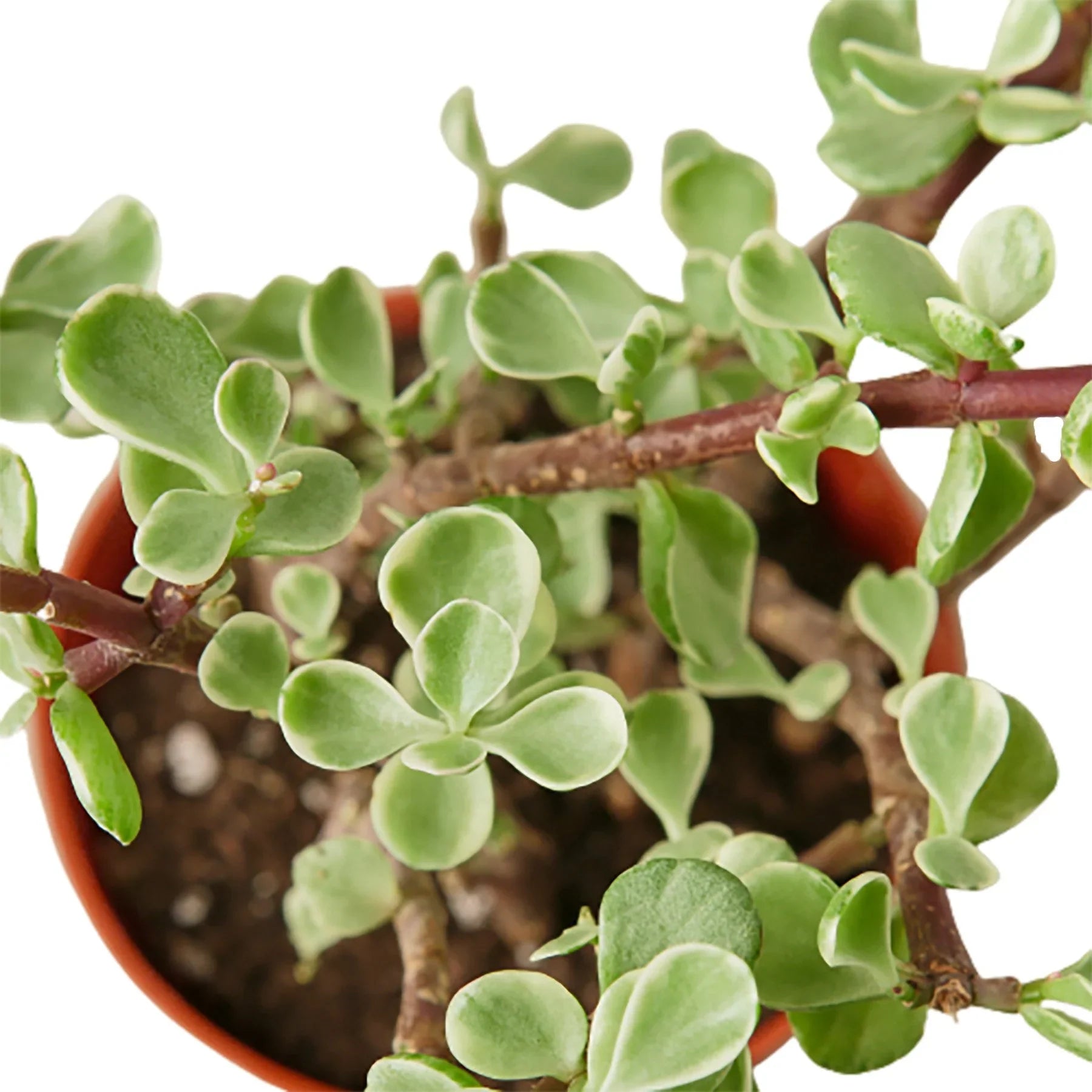 Succulent Rainbow Elephant Bush
