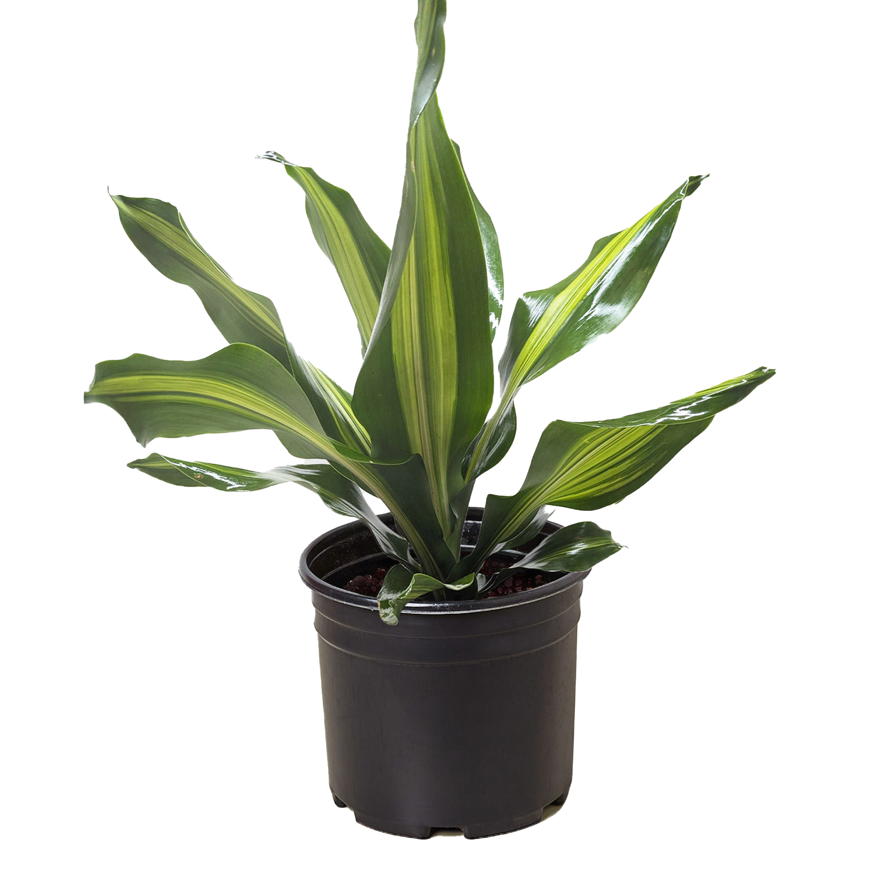 Dracaena Golden Heart