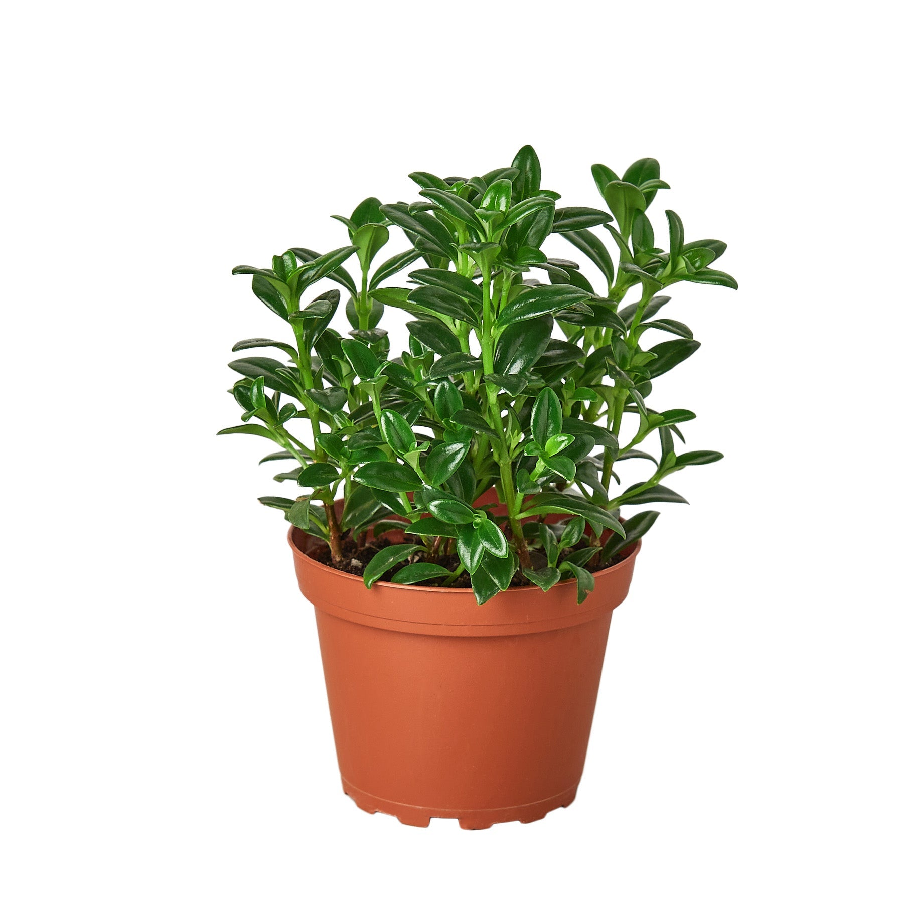 Nemetanthus Candy Corn Plant Brazilian Firecracker