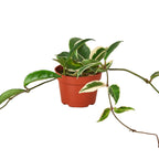 Hoya Carnosa Tricolor