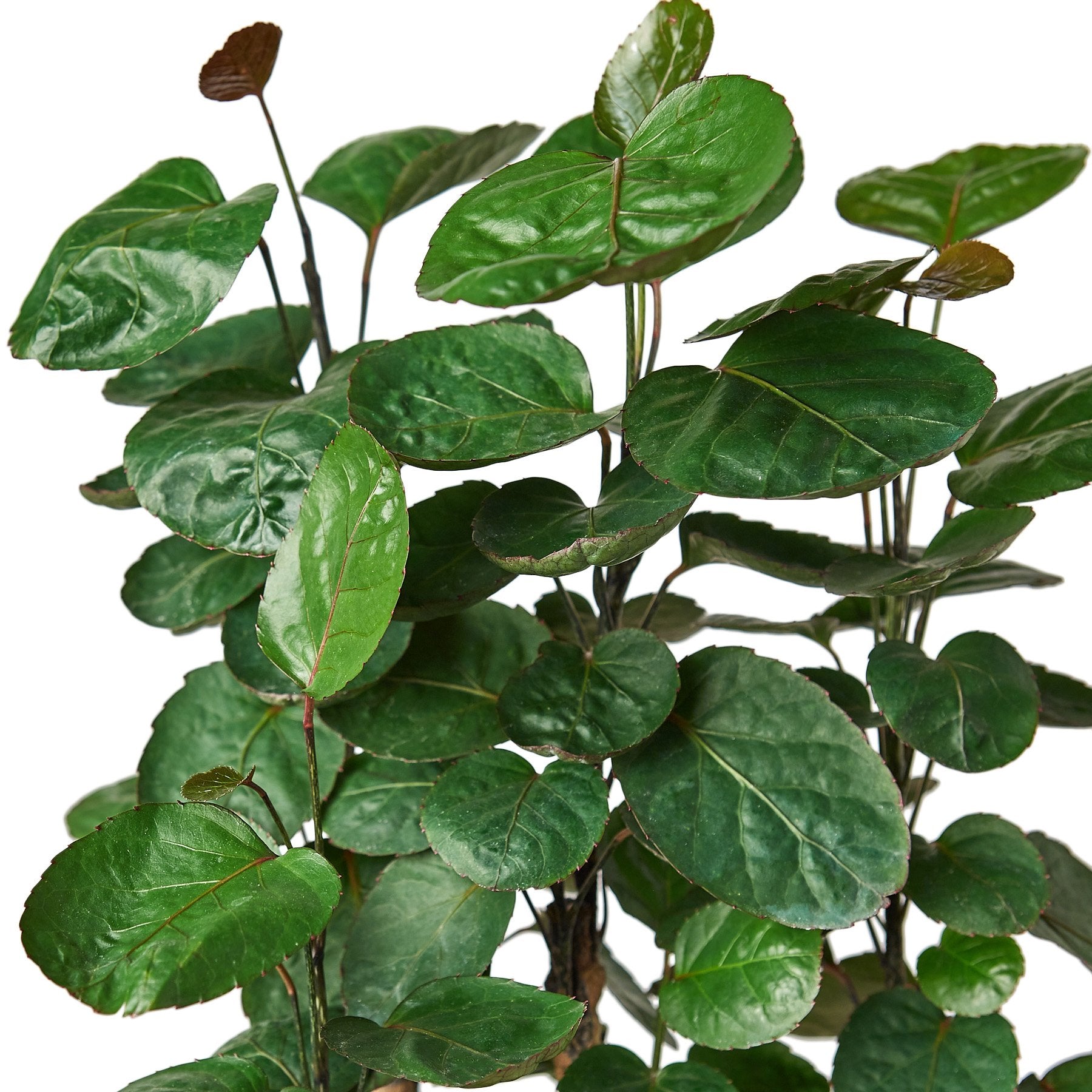 Aralia Fabian Stump Polyscias Scutellaria