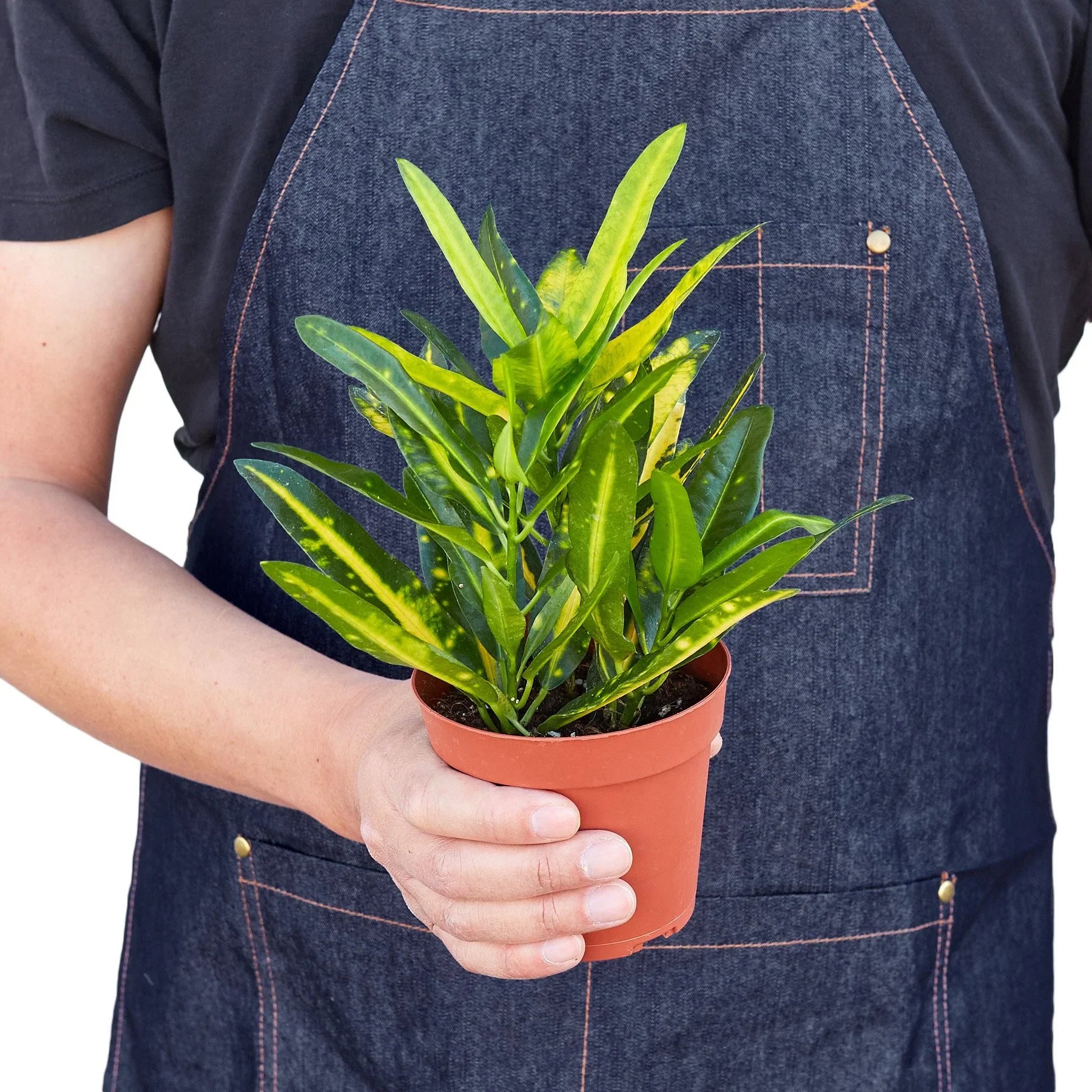 Croton Sunny Star